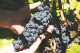 Marracone 2019 — Vino rosso Montecucco Sangiovese DOCG biologico