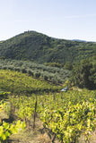 Marracone 2019 — Vino rosso Montecucco Sangiovese DOCG biologico